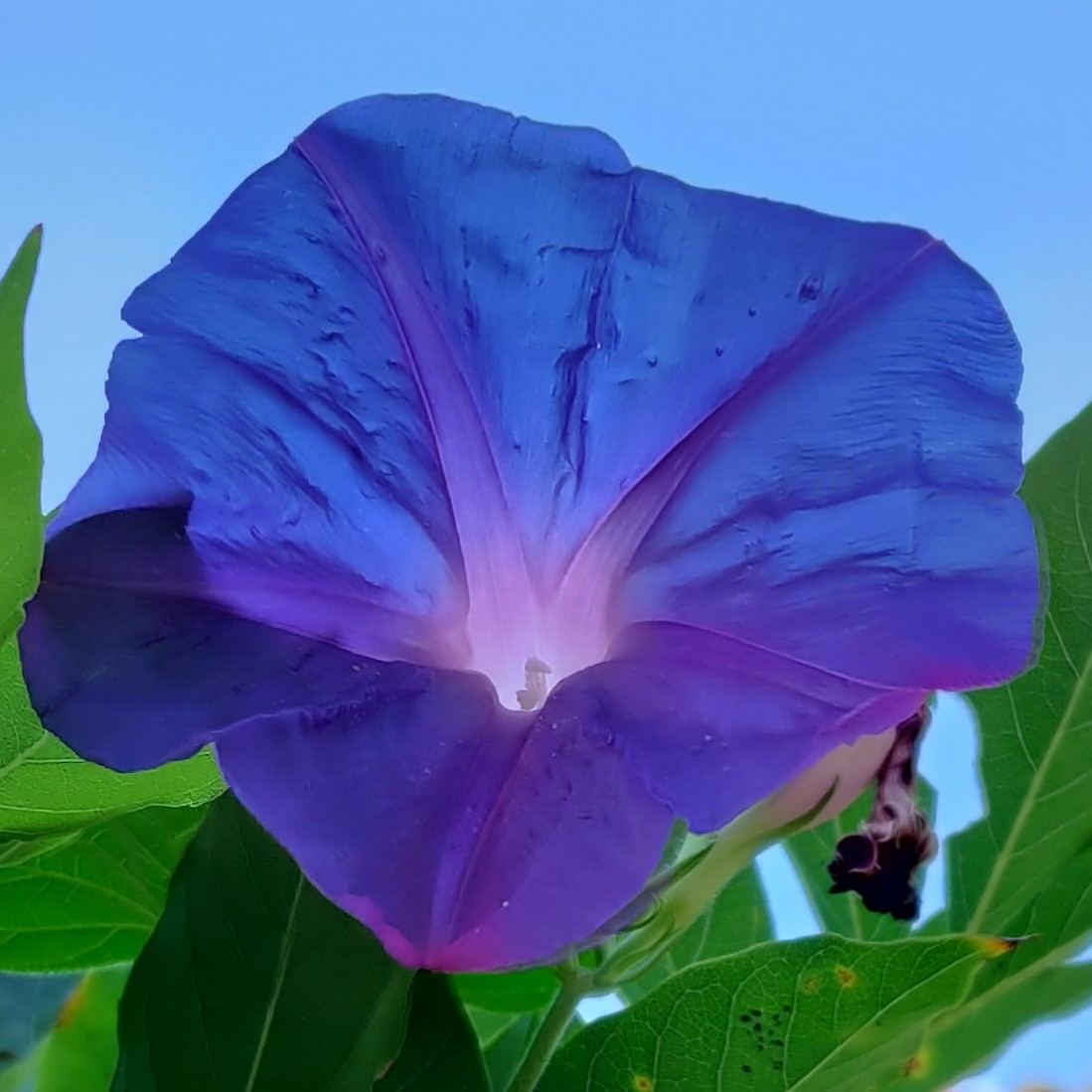 A single blue morning glory flower open against a clear sky.