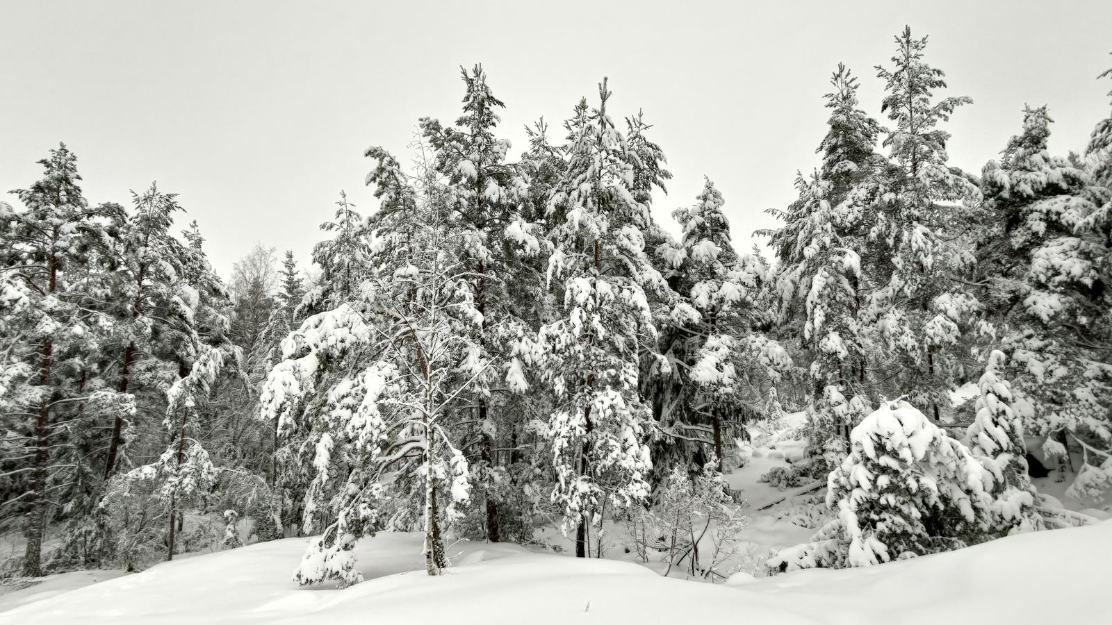 A black-and-white view of a snow-laden pine forest under an overcast sky.