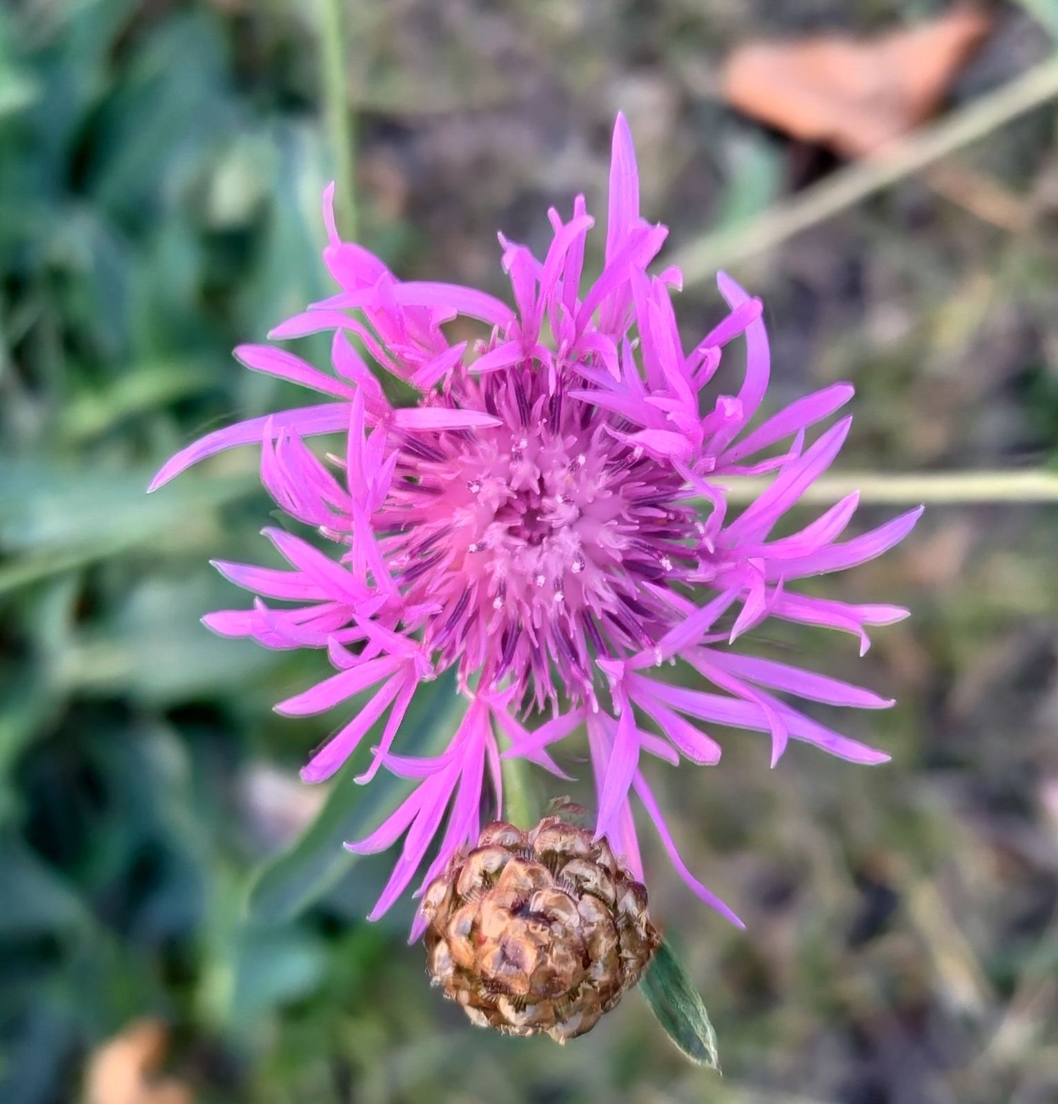 A vivid pink knapweed flower with thin, radiating petals.