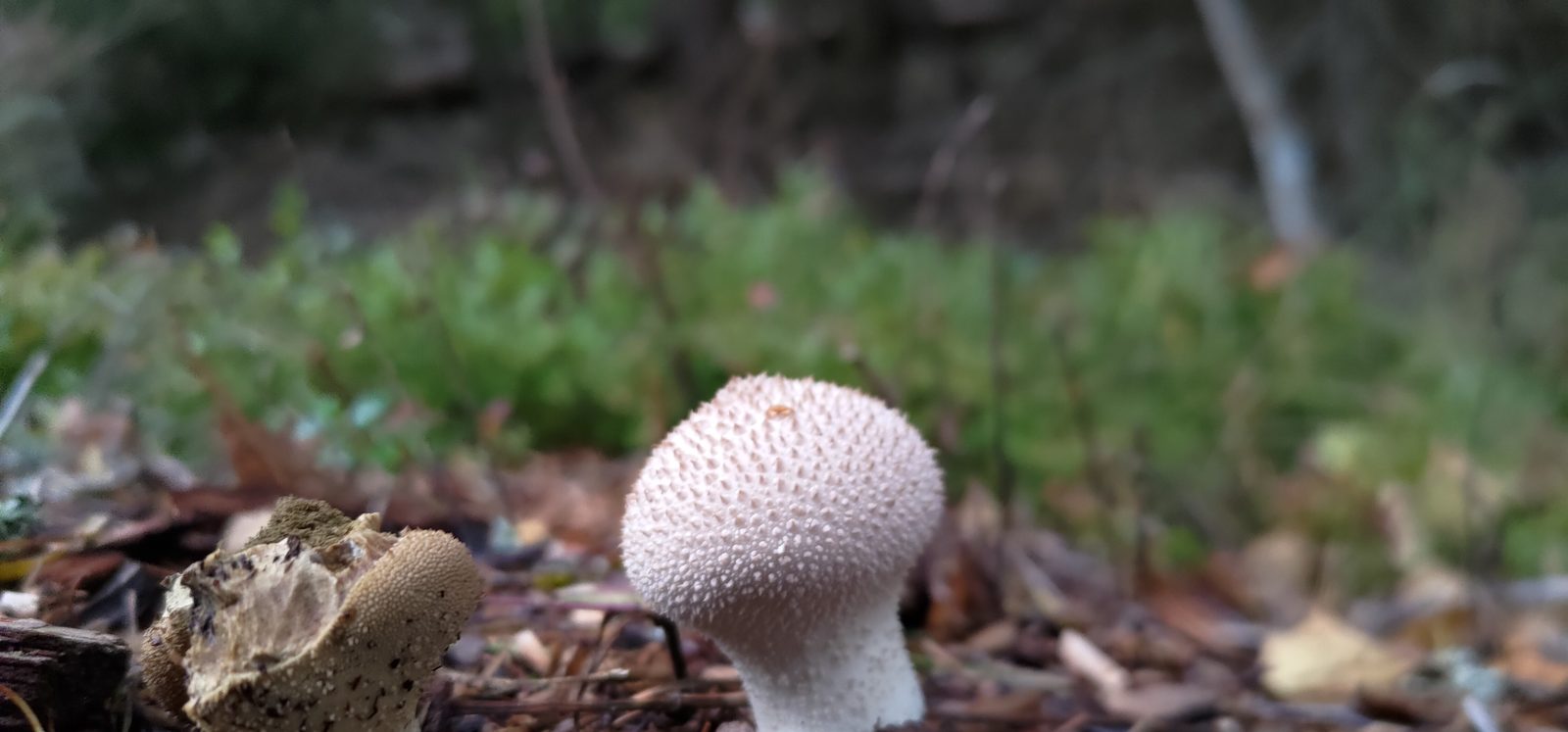 A round, spiky-textured puffball mushroom growing among fallen leaves, with a second mushroom beside it.