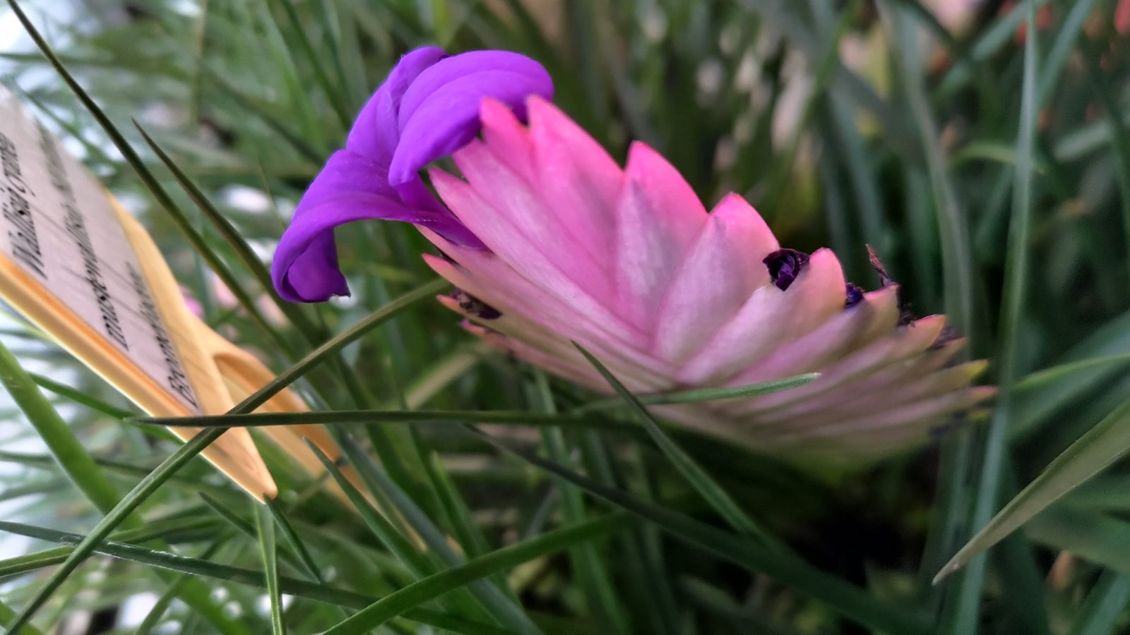 A pink flower with curled purple-tipped petals, growing amid grass.