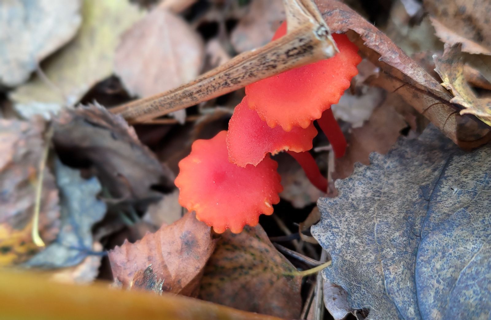 Small, ruffled bright red cup fungi growing among dry fallen leaves.