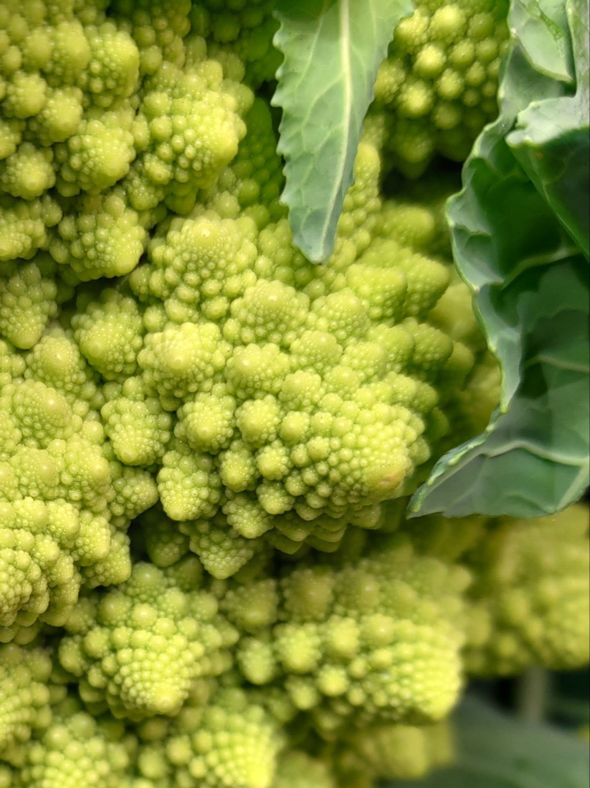 A close-up of the spiralling, fractal-like texture of a romanesco broccoli head.