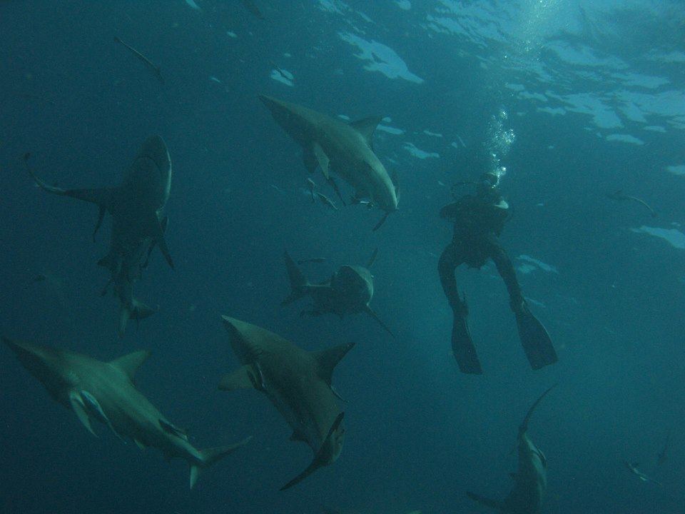 A diver swimming among several sharks underwater.