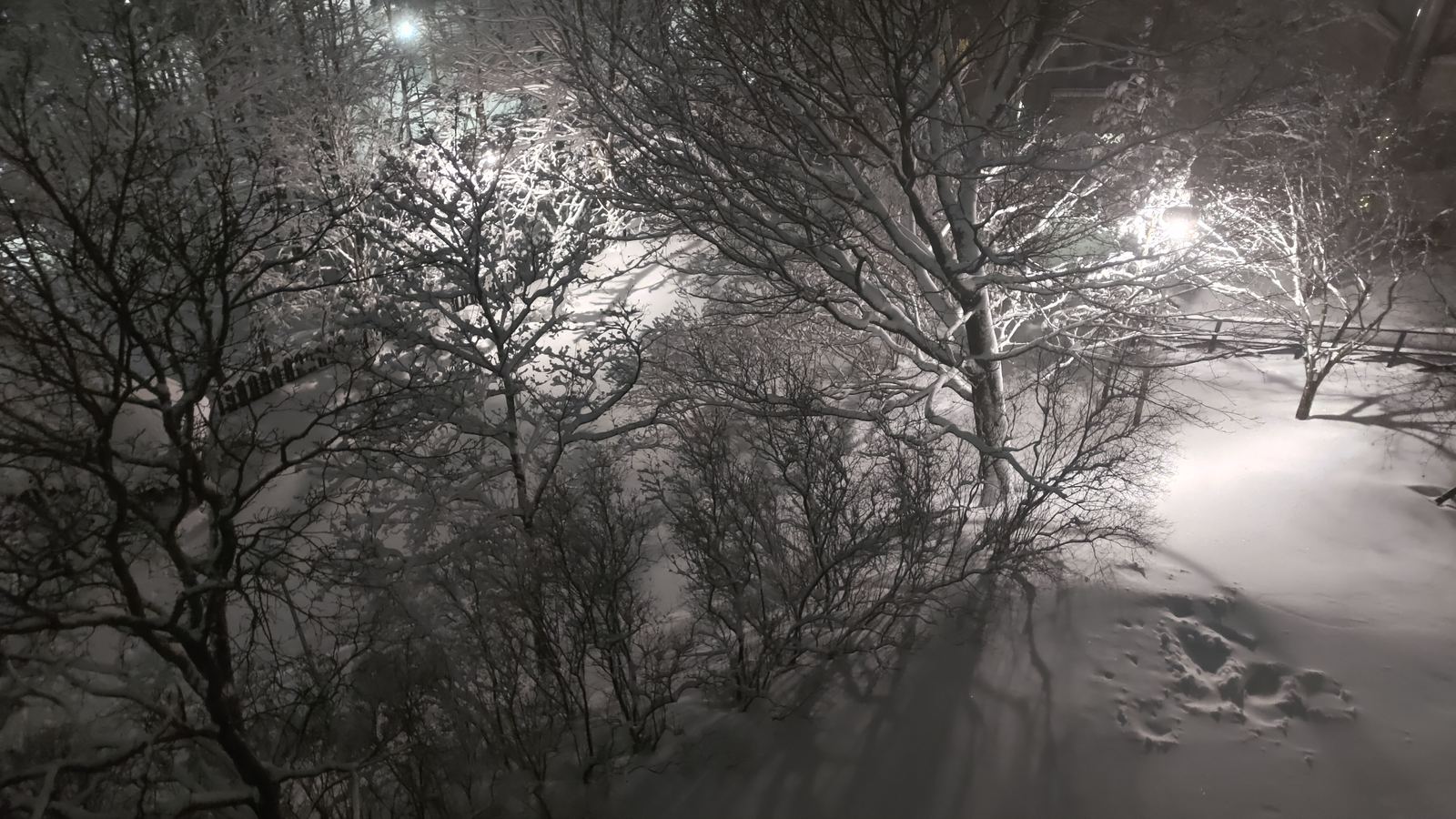 A snow-covered path at night, lit by a streetlamp among bare, snow-covered trees.