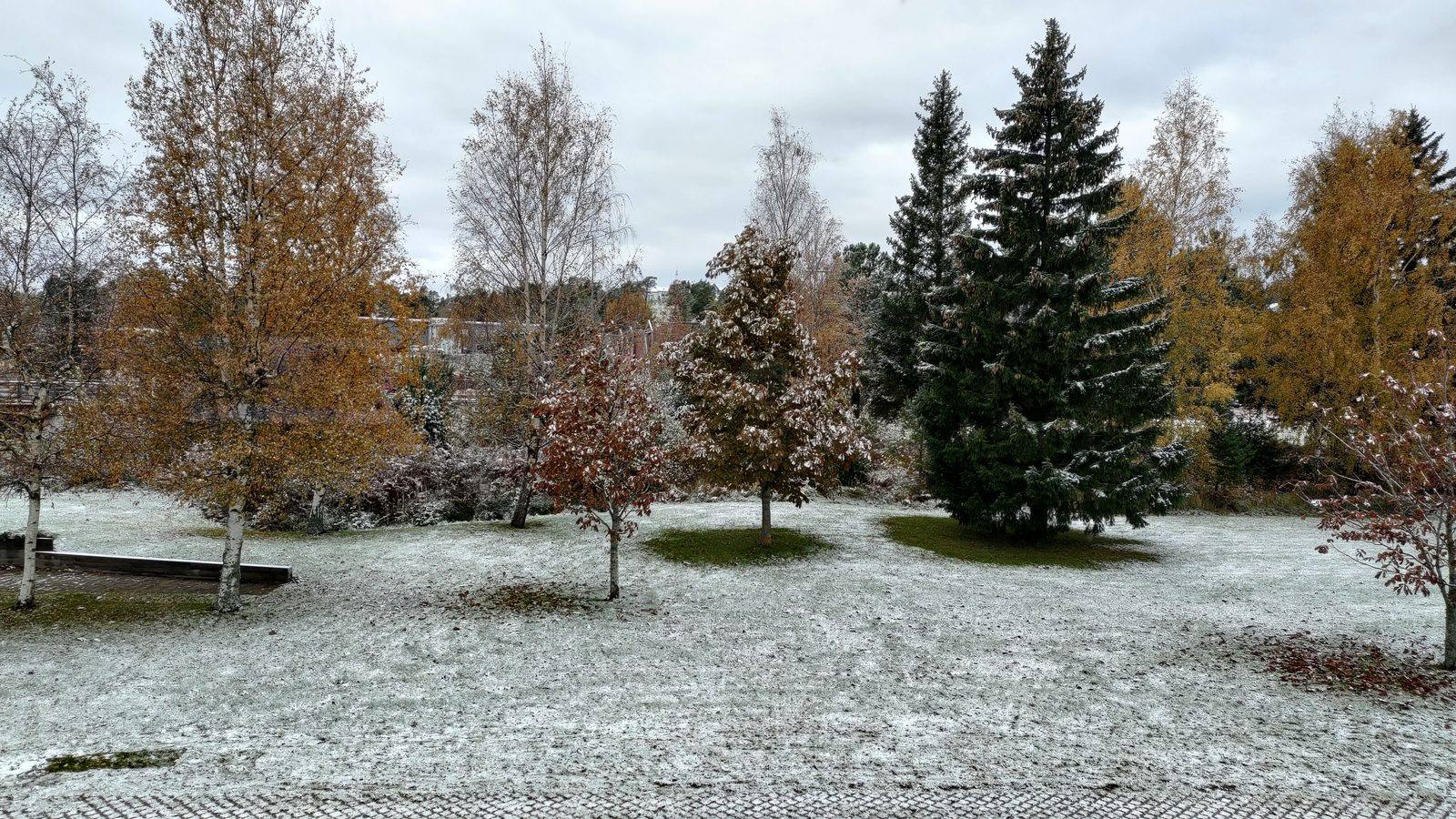 A park with autumn-coloured birch trees and a spruce, dusted with early snow.