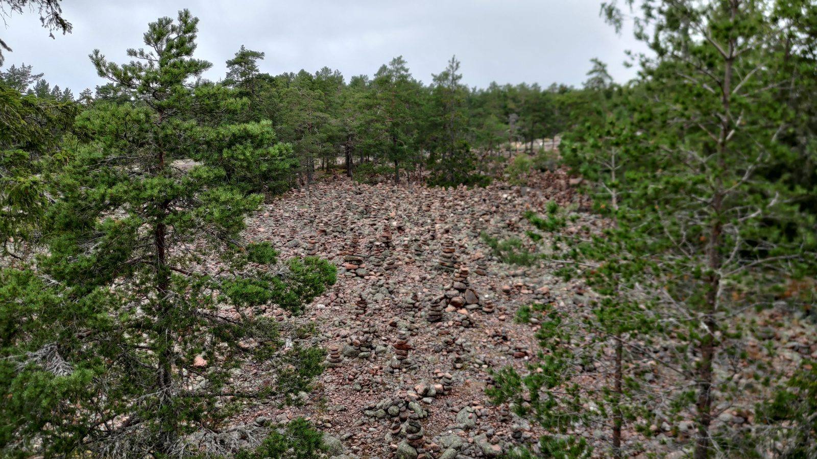 Many small stone cairns built across a rocky clearing in a pine forest.