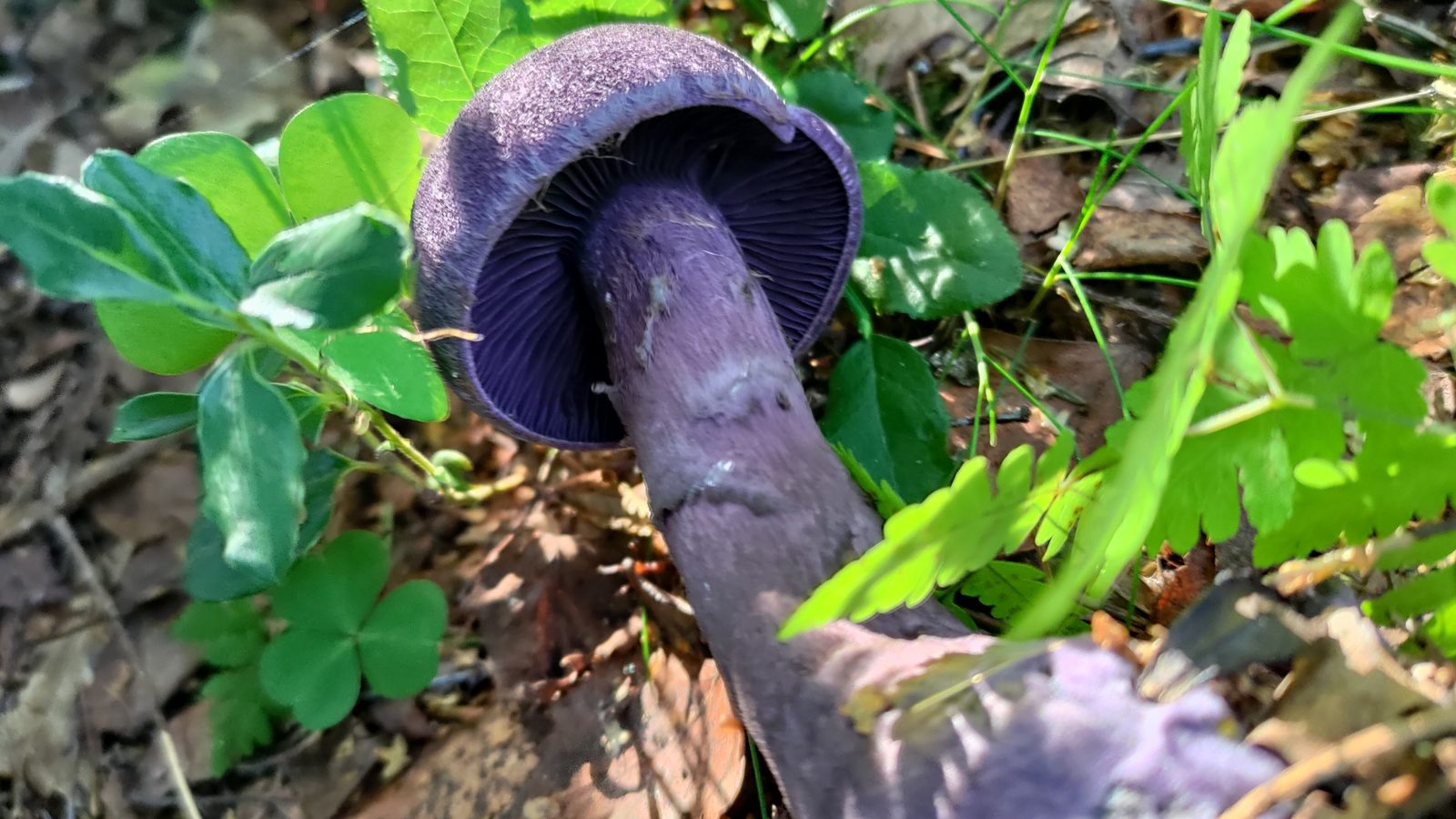 A close-up, underneath view of a dark violet mushroom with visible gills, growing among clover and ferns.