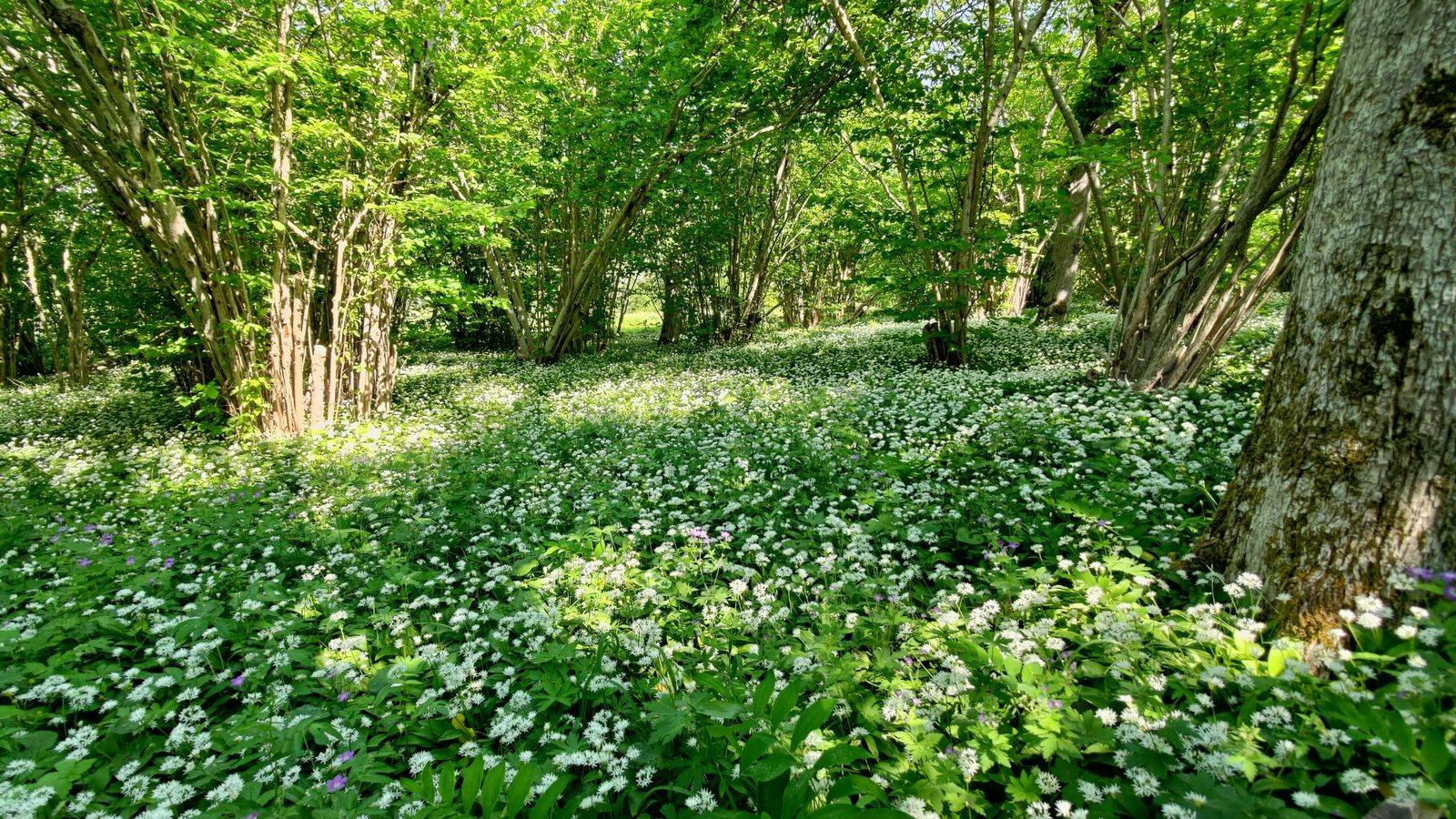 A forest floor thick with white-flowering wild garlic beneath a canopy of green trees.