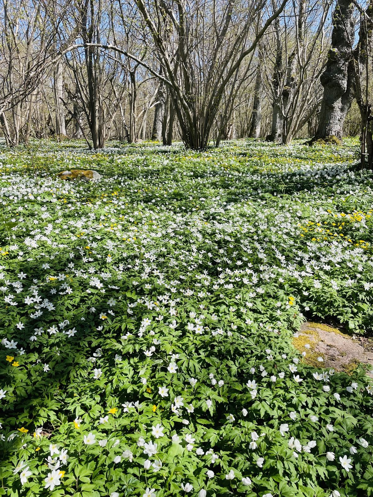 A forest floor carpeted with white wood anemones and bare early-spring trees.